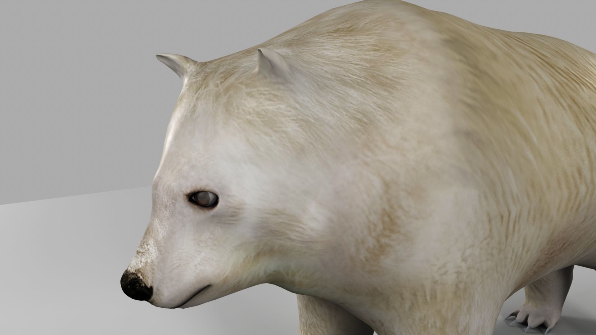 3D Bear polar 3D model_5