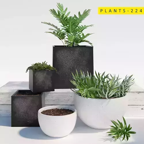 PLANTS 224 3D model