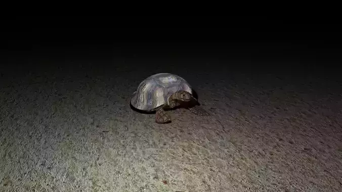 turtle tortoise Free 3D model