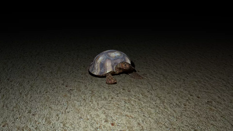 turtle tortoise Free 3D model
