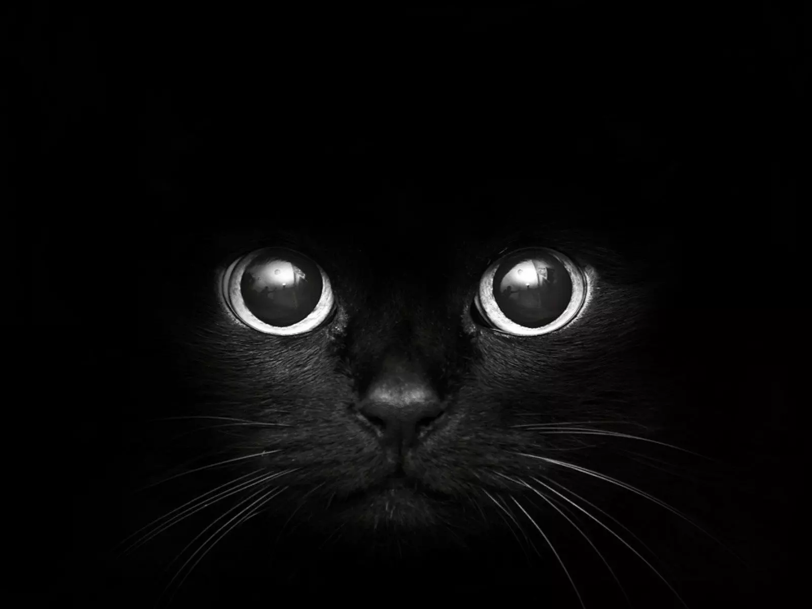 Robocat cat head with eyes Free 3D model