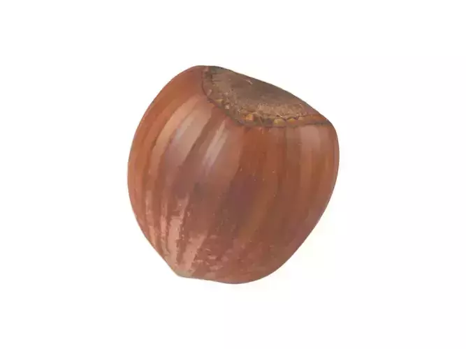 Photorealistic Hazelnut 3D Scan 2