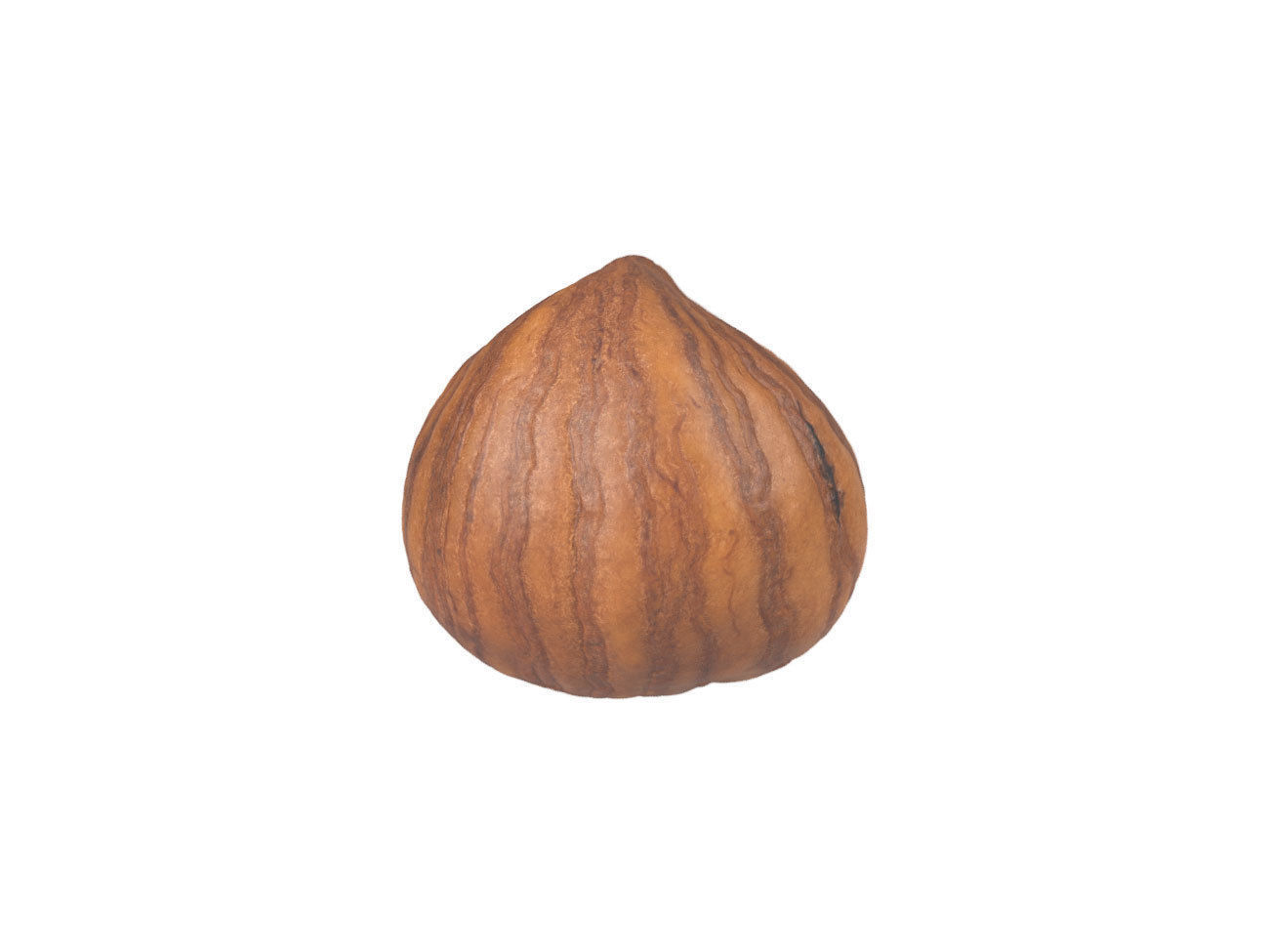 Photorealistic Hazelnut Kernel 3 3D model_6