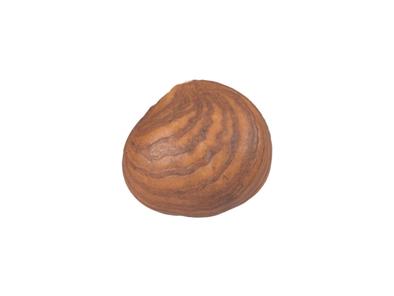 Photorealistic Hazelnut Kernel 3 3D model_5