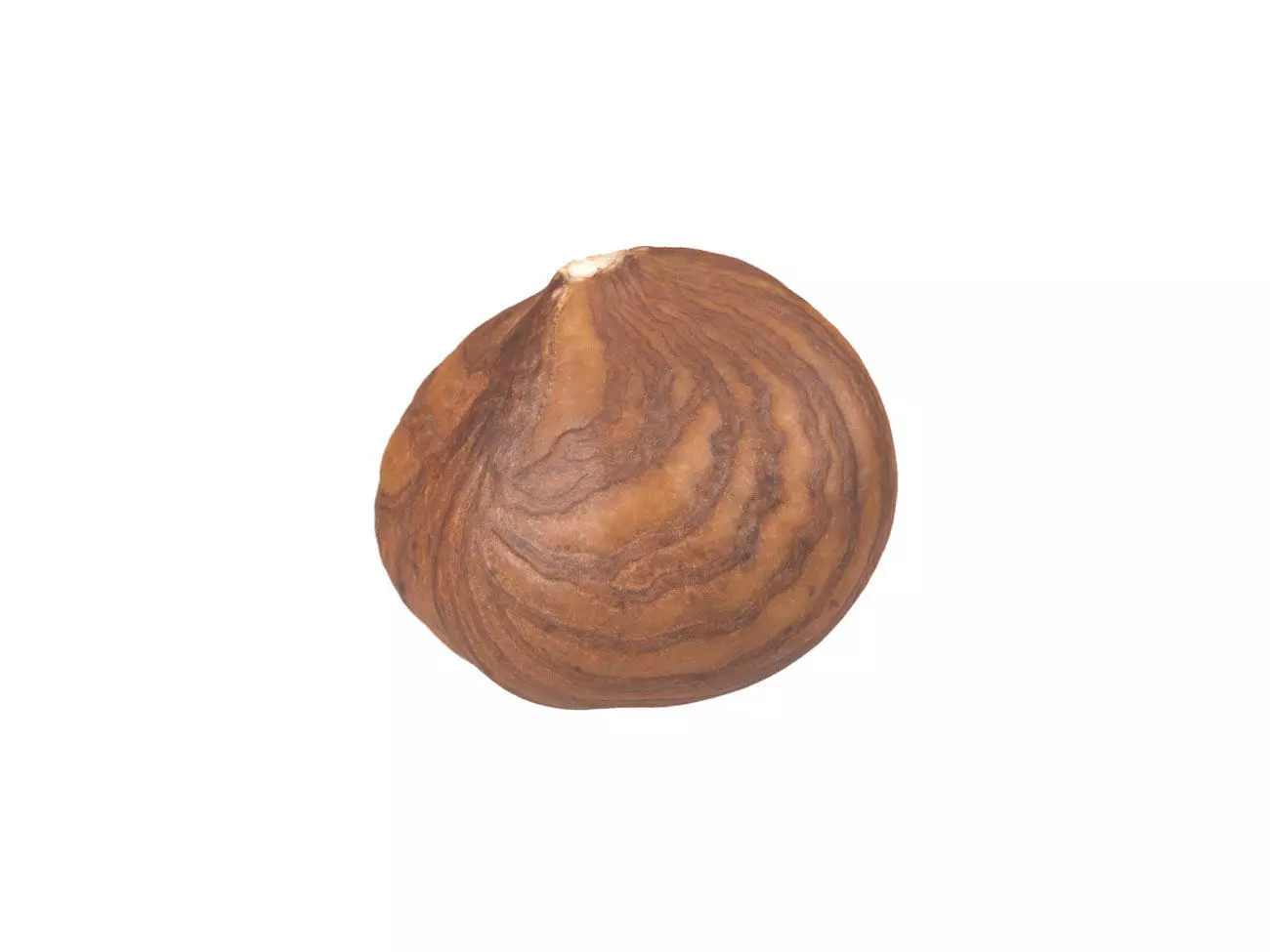 Photorealistic Hazelnut Kernel 3 3D model_0