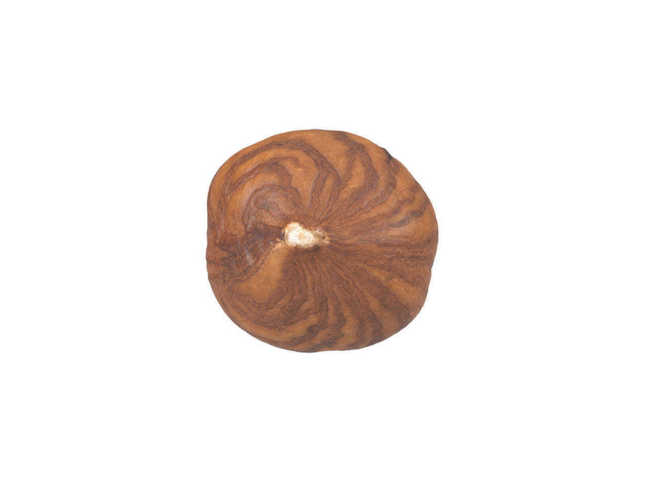 Photorealistic Hazelnut Kernel 3 3D model_1