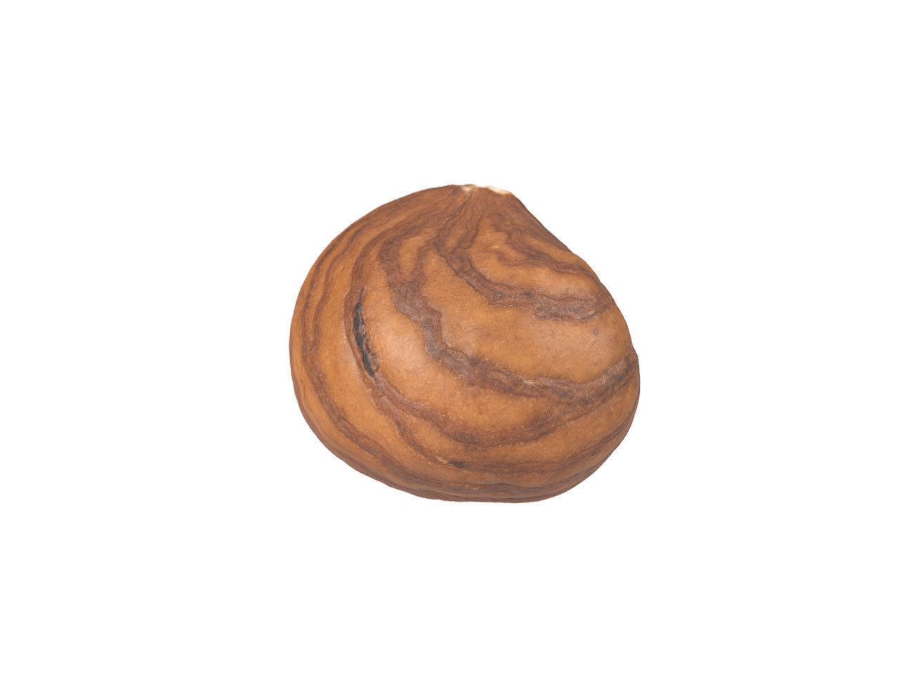 Photorealistic Hazelnut Kernel 3 3D model_3