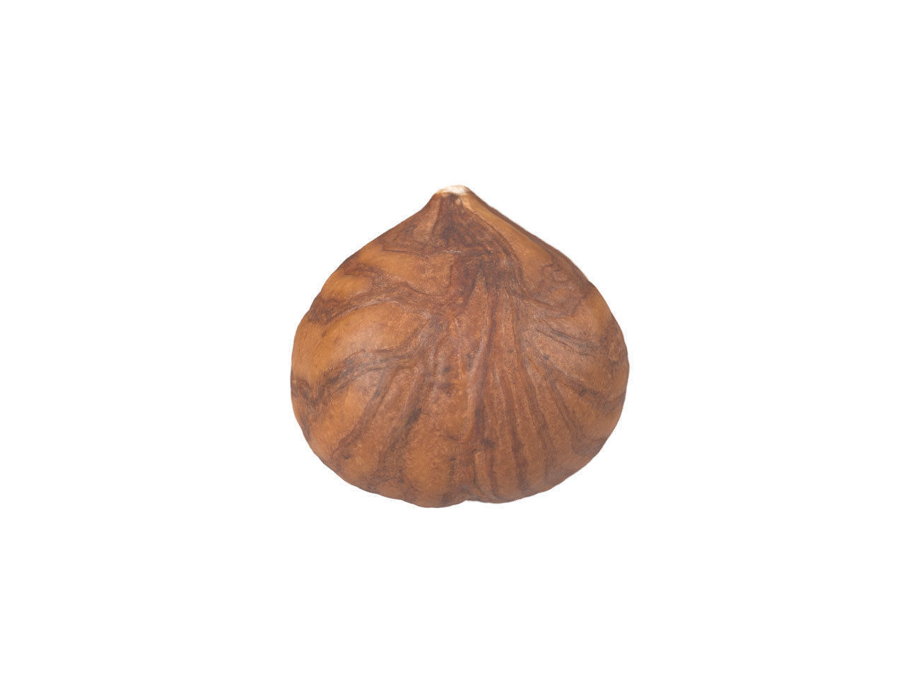 Photorealistic Hazelnut Kernel 3 3D model_4
