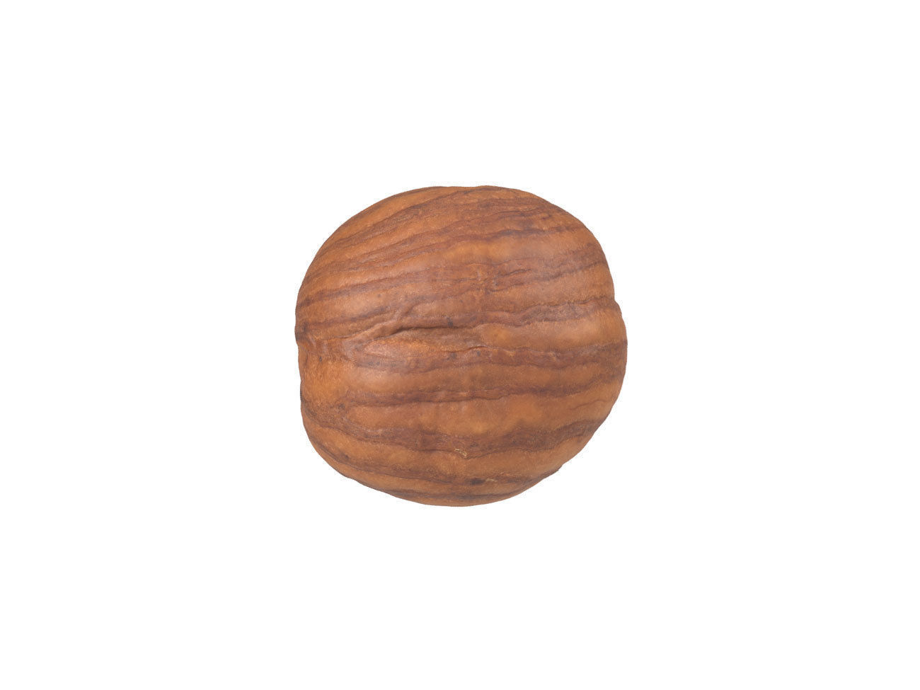 Photorealistic Hazelnut Kernel 3 3D model_2