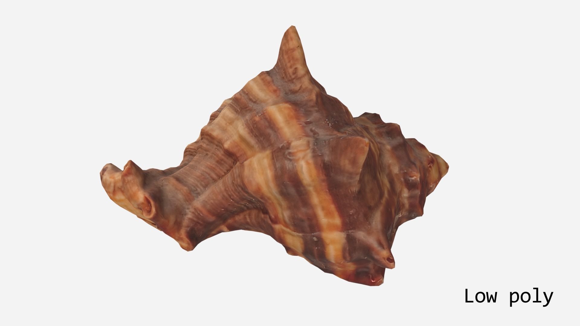 Sea shell brown 3d model Low-poly 3D model_15