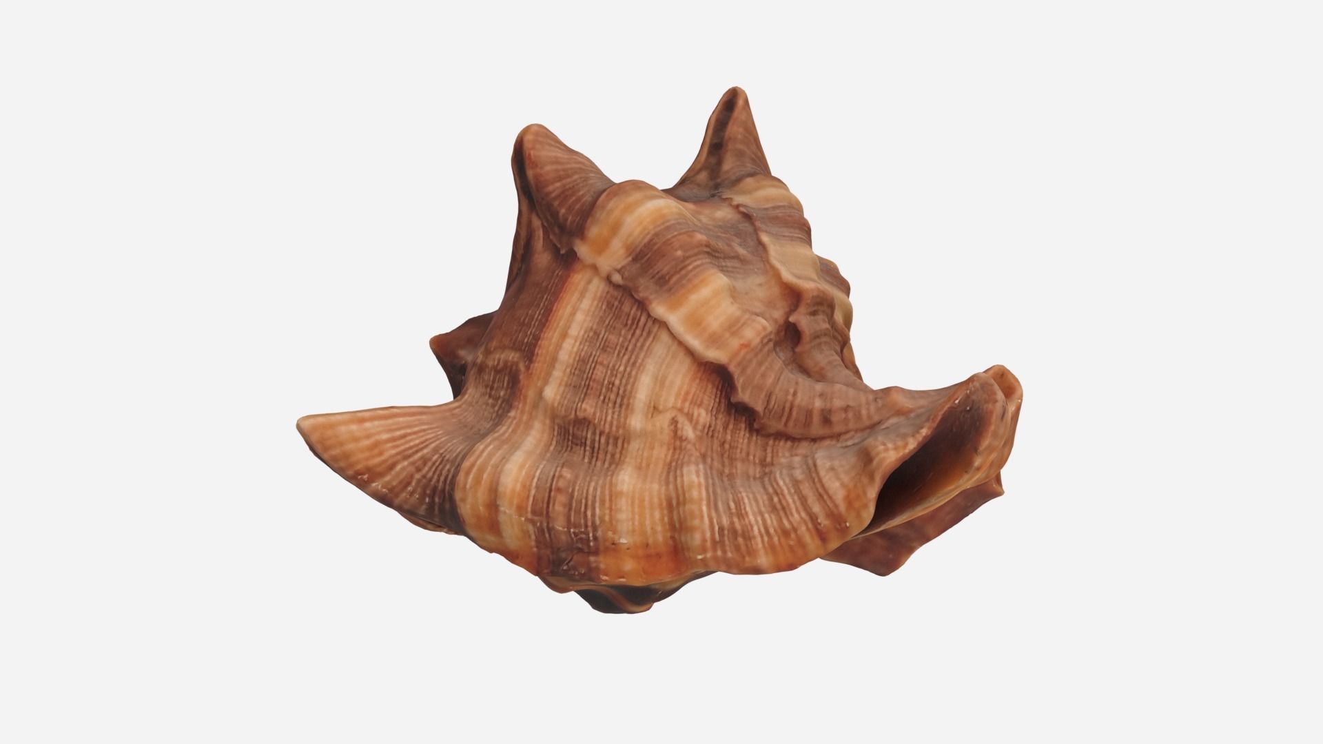 Sea shell brown 3d model Low-poly 3D model_5