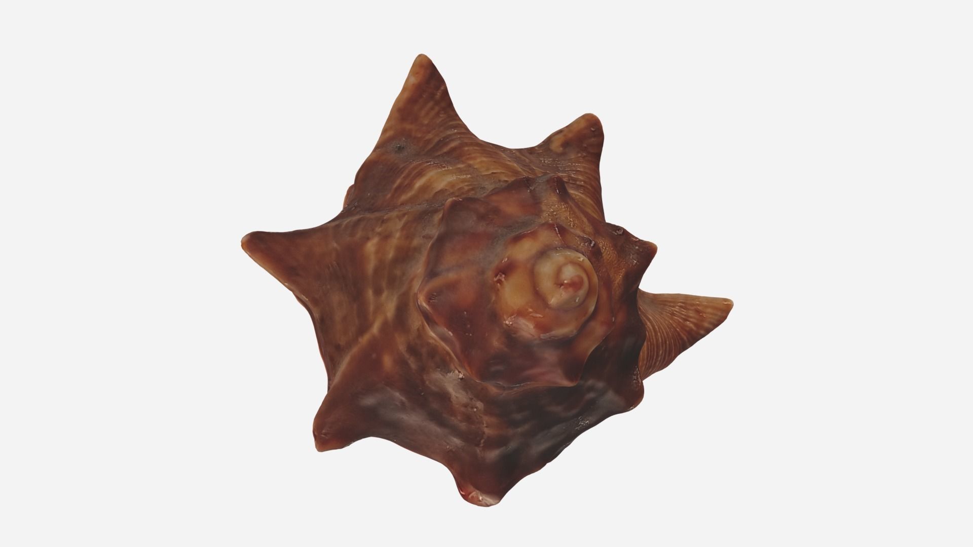 Sea shell brown 3d model Low-poly 3D model_2