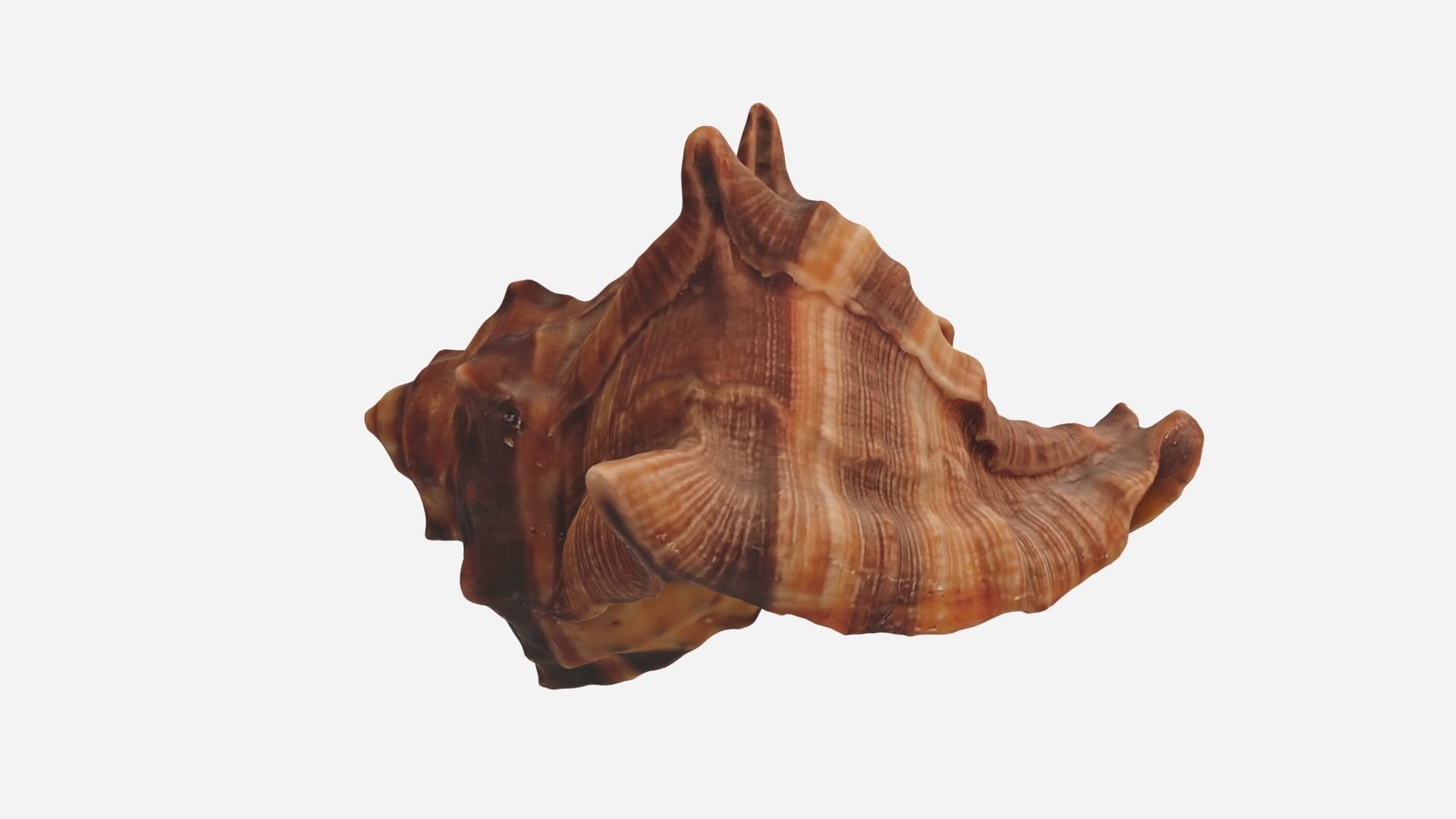 Sea shell brown 3d model Low-poly 3D model_4