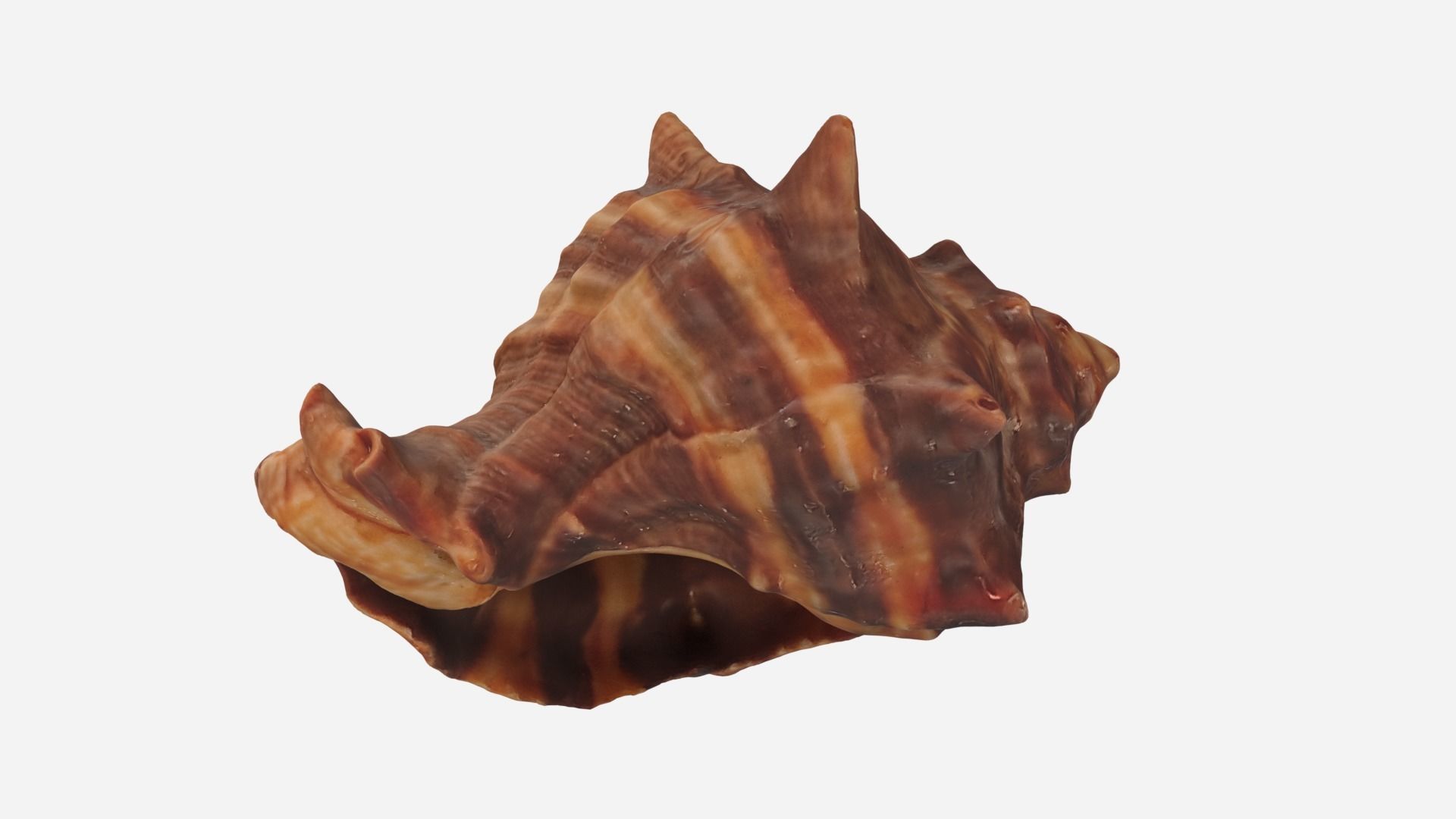 Sea shell brown 3d model Low-poly 3D model_9