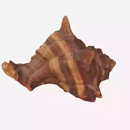 Sea shell brown 3d model