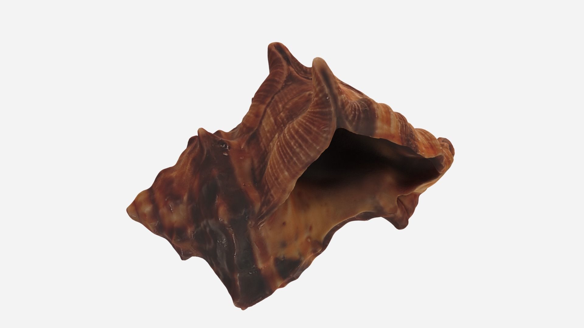 Sea shell brown 3d model Low-poly 3D model_11