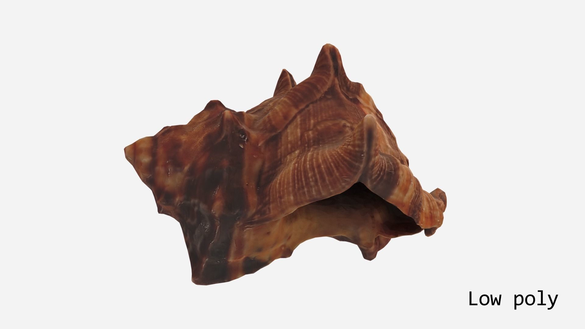 Sea shell brown 3d model Low-poly 3D model_17