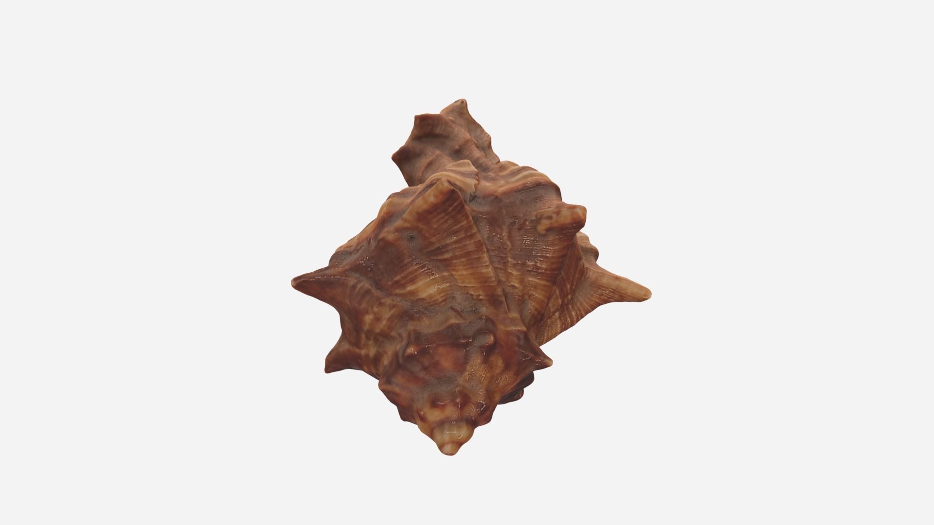Sea shell brown 3d model Low-poly 3D model_14