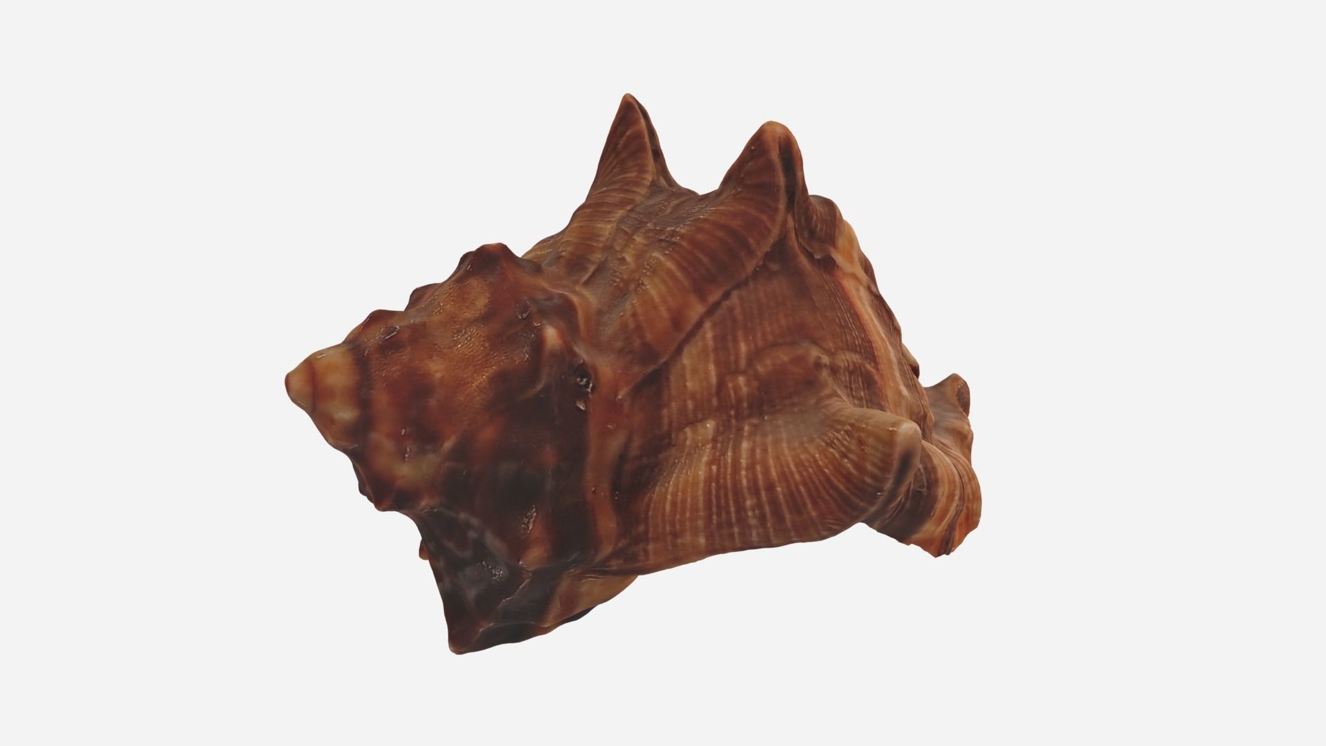Sea shell brown 3d model Low-poly 3D model_3