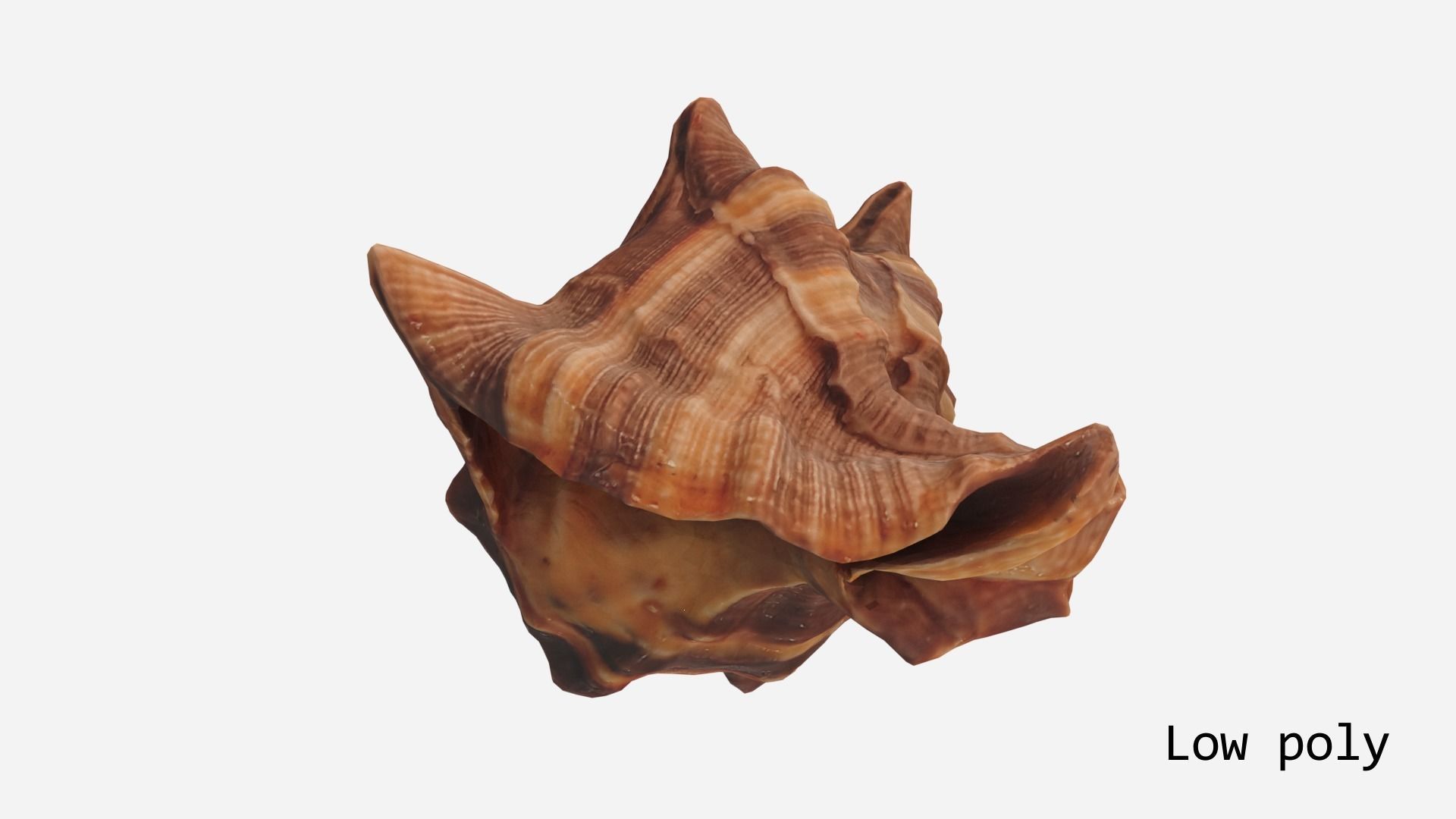 Sea shell brown 3d model Low-poly 3D model_18