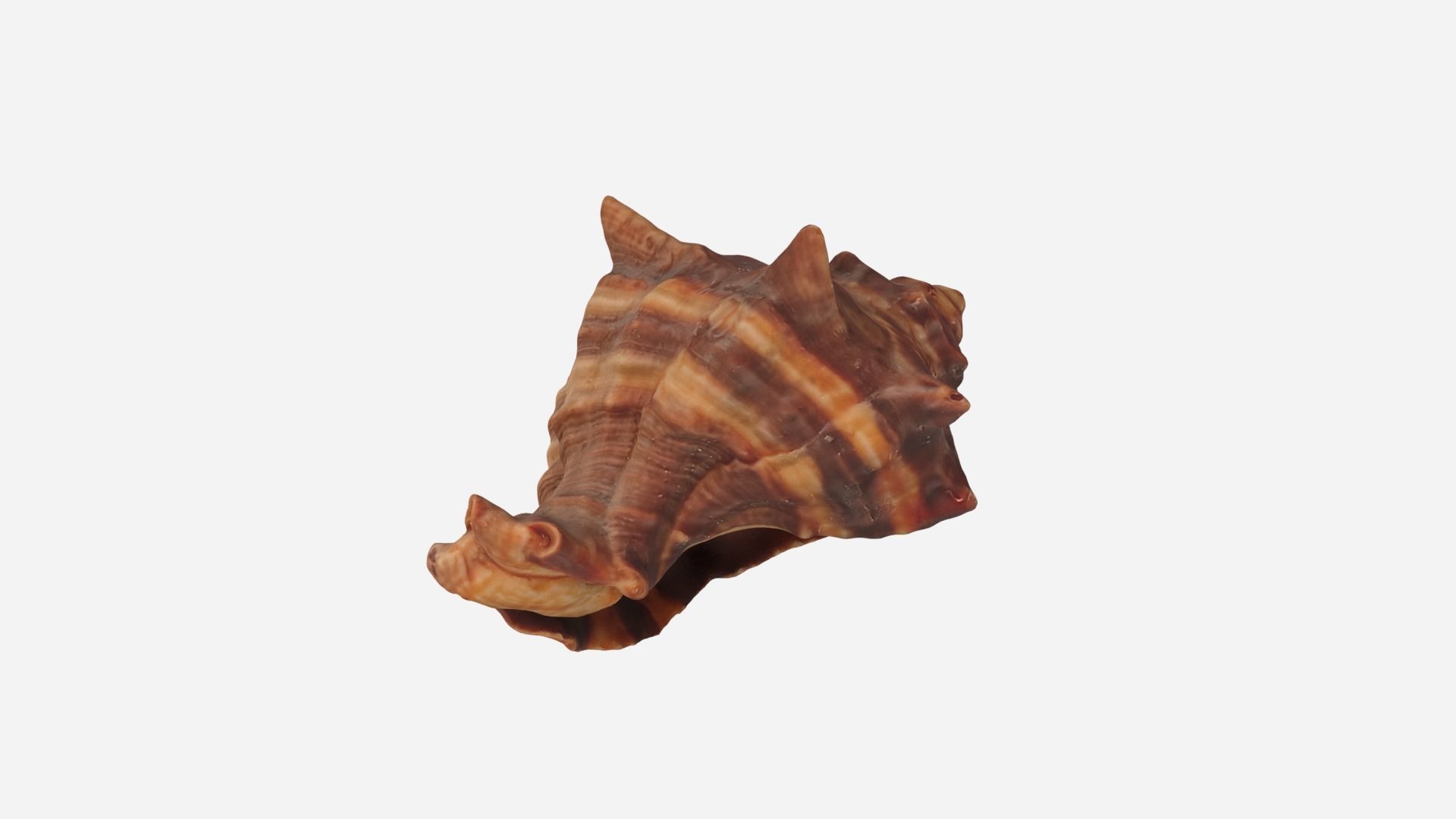 Sea shell brown 3d model Low-poly 3D model_13