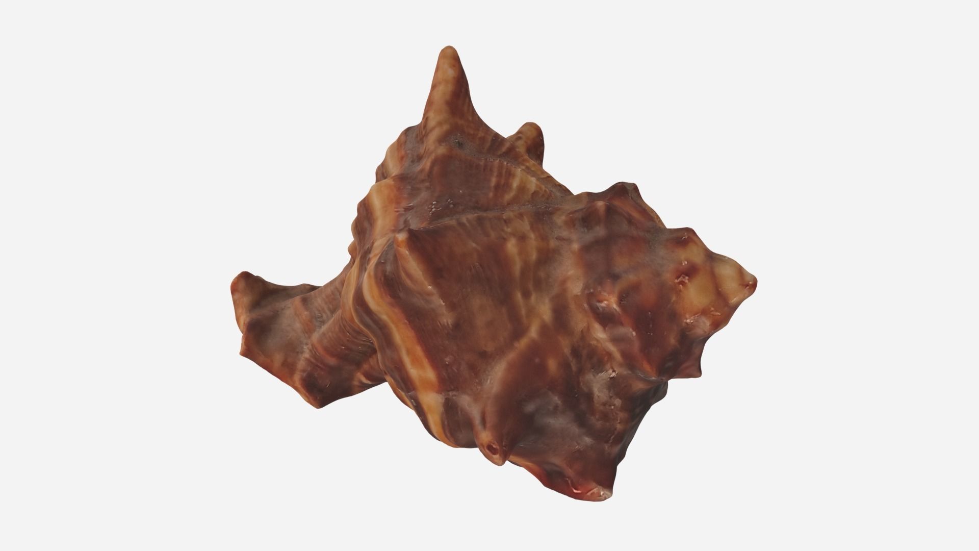 Sea shell brown 3d model Low-poly 3D model_1