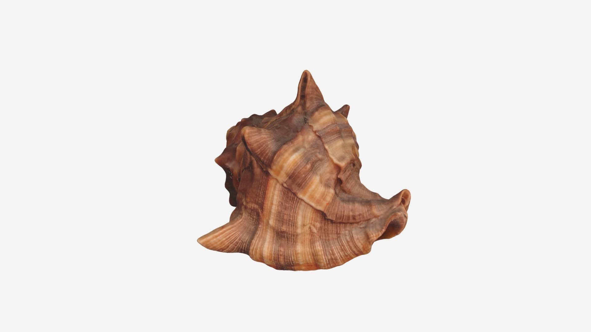 Sea shell brown 3d model Low-poly 3D model_12