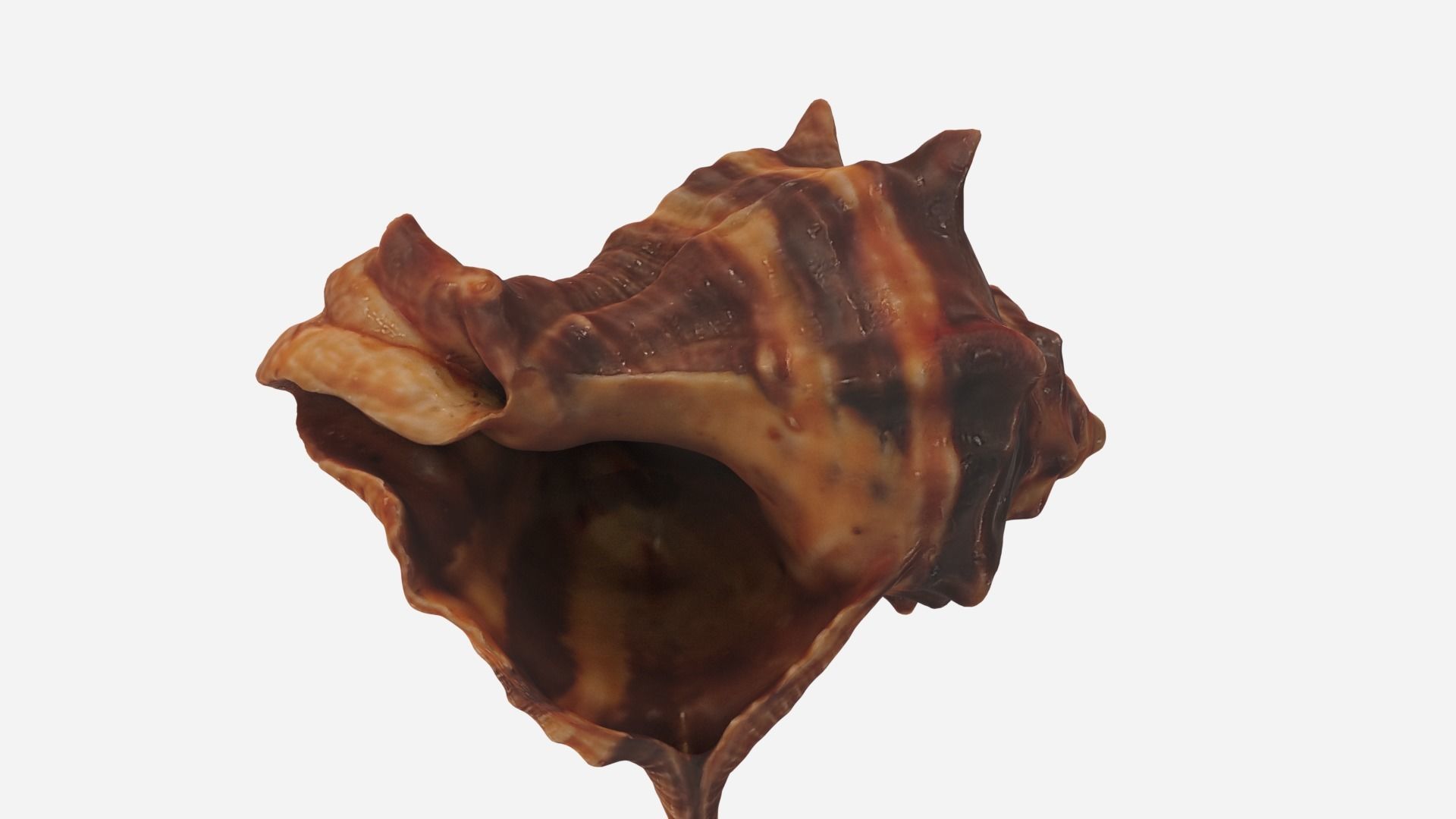 Sea shell brown 3d model Low-poly 3D model_10