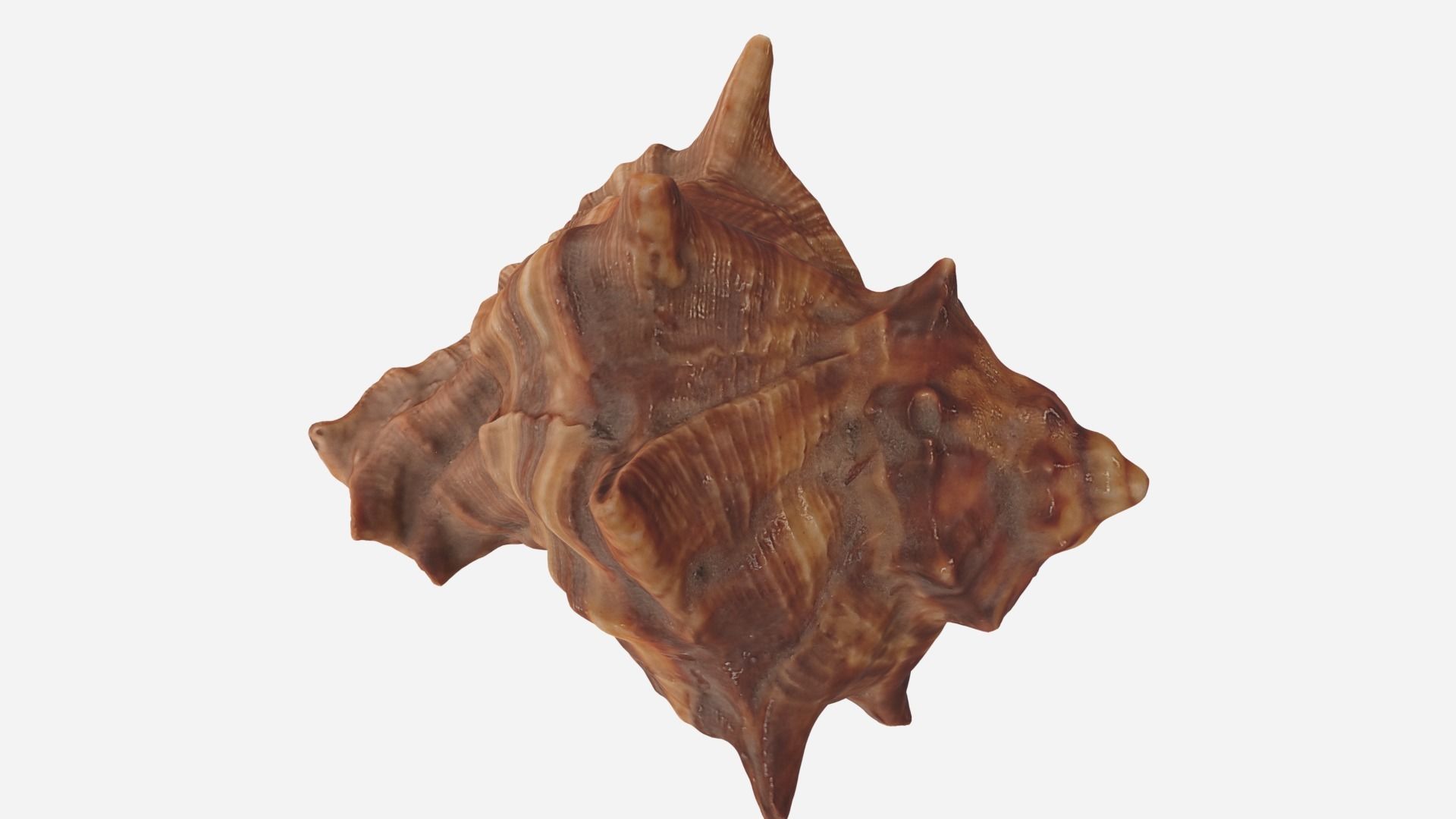 Sea shell brown 3d model Low-poly 3D model_8