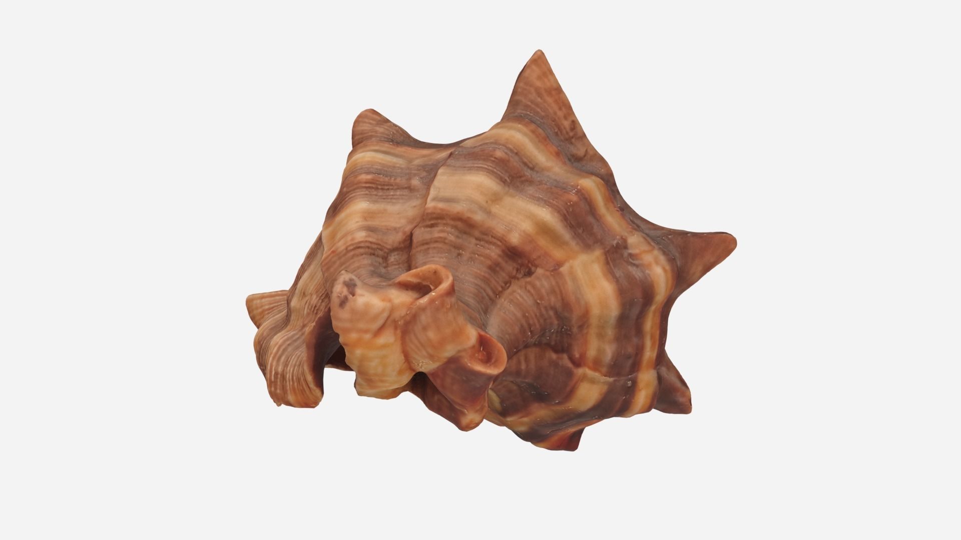 Sea shell brown 3d model Low-poly 3D model_6