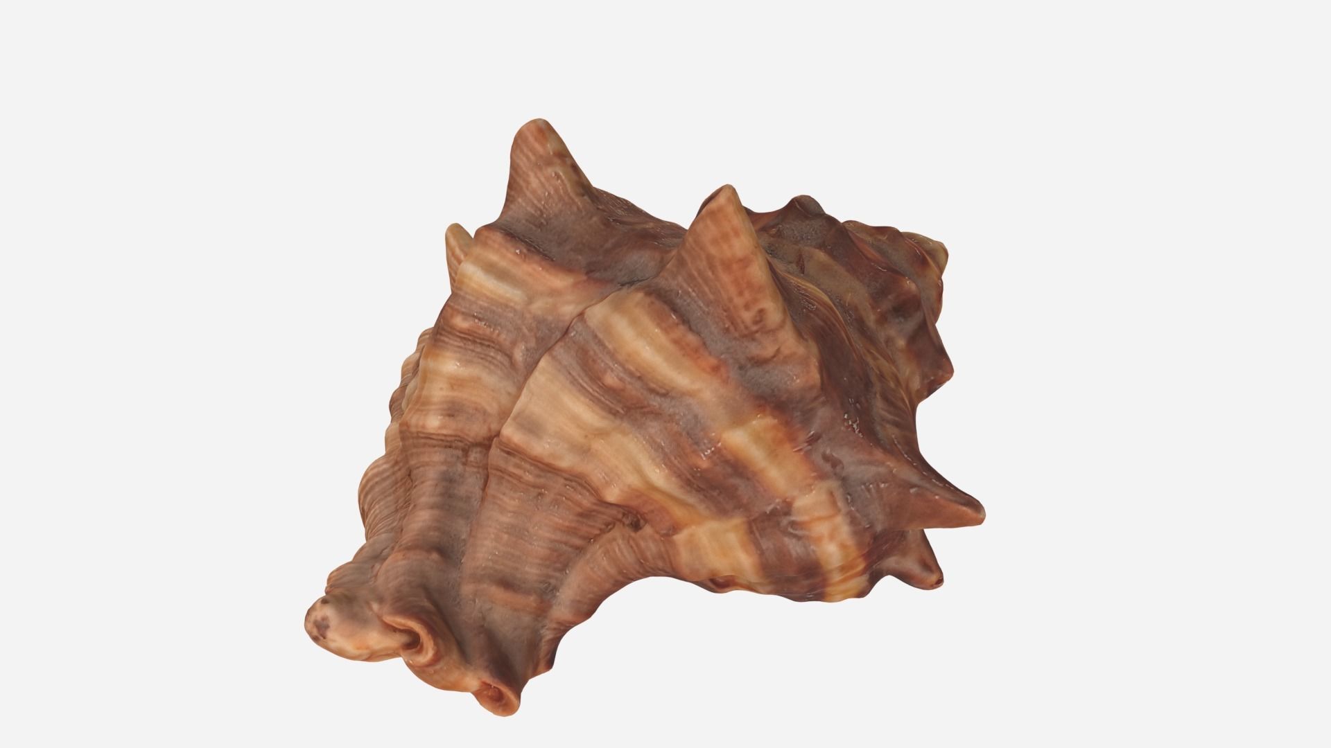 Sea shell brown 3d model Low-poly 3D model_7