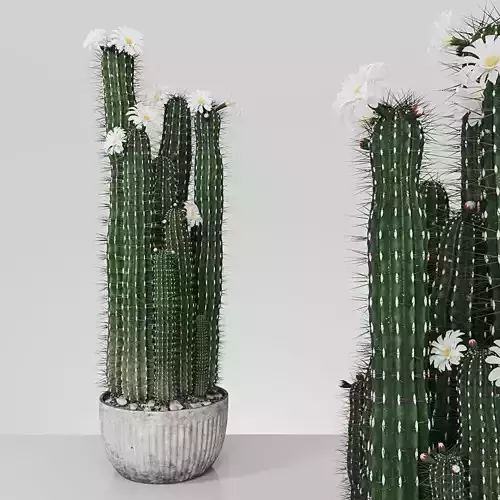 Plant 4 two cactus plants with flowers 3D model