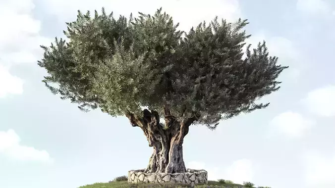 Olive Tree 05