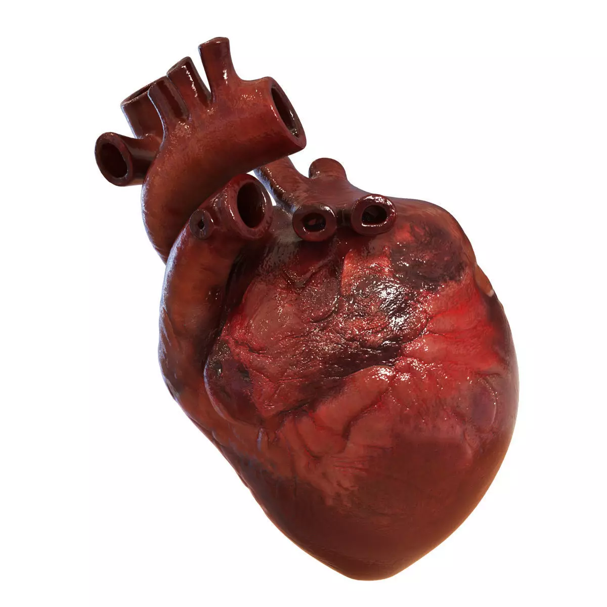 Human Heart 3D model_0