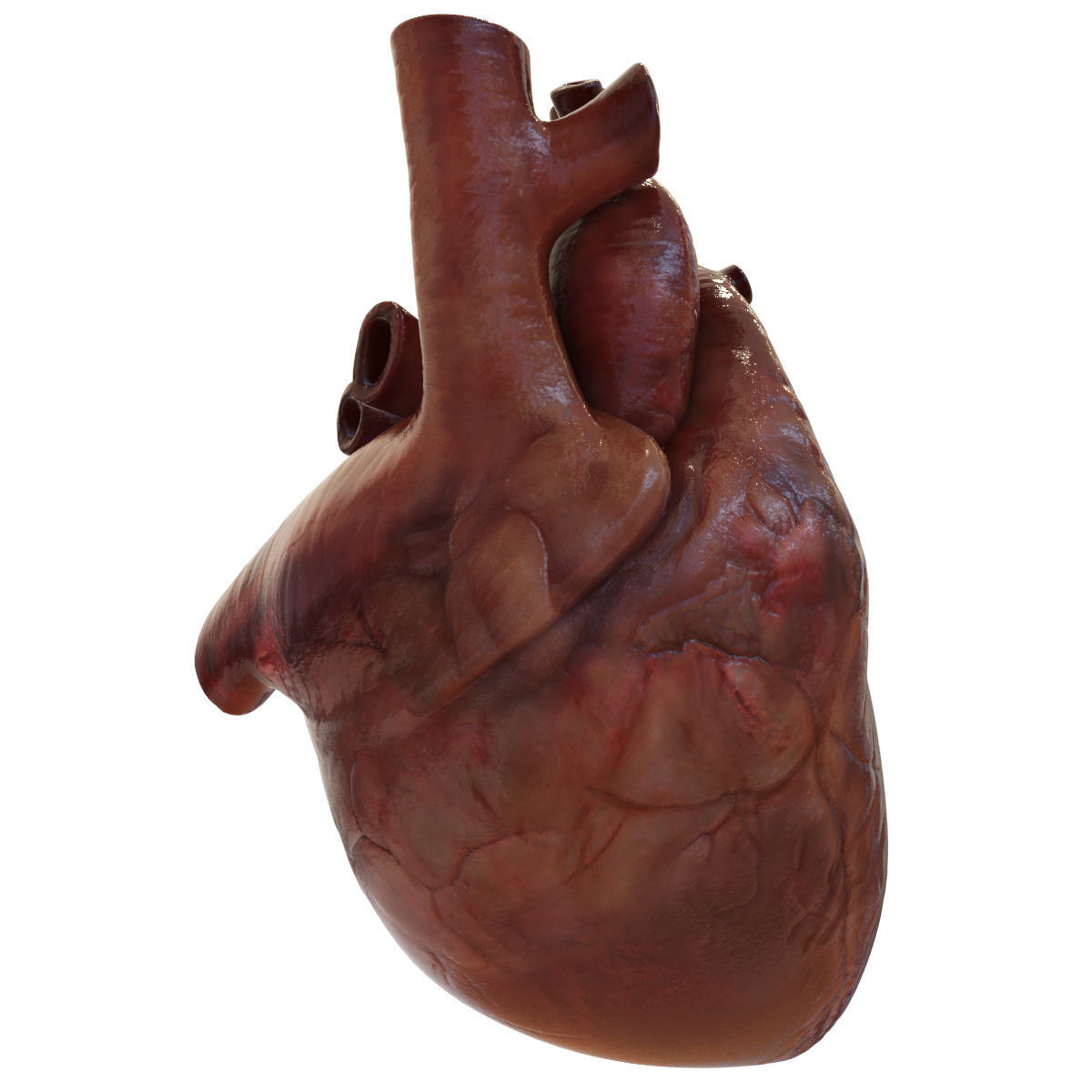 Human Heart 3D model_5