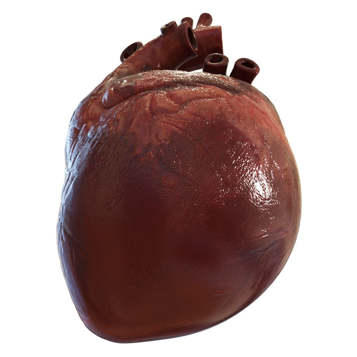 Human Heart 3D model_4