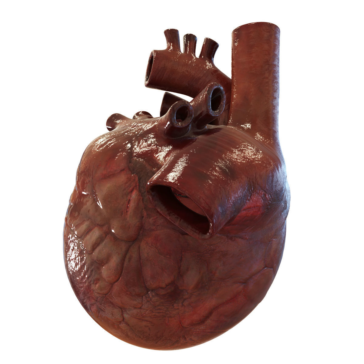 Human Heart 3D model_3