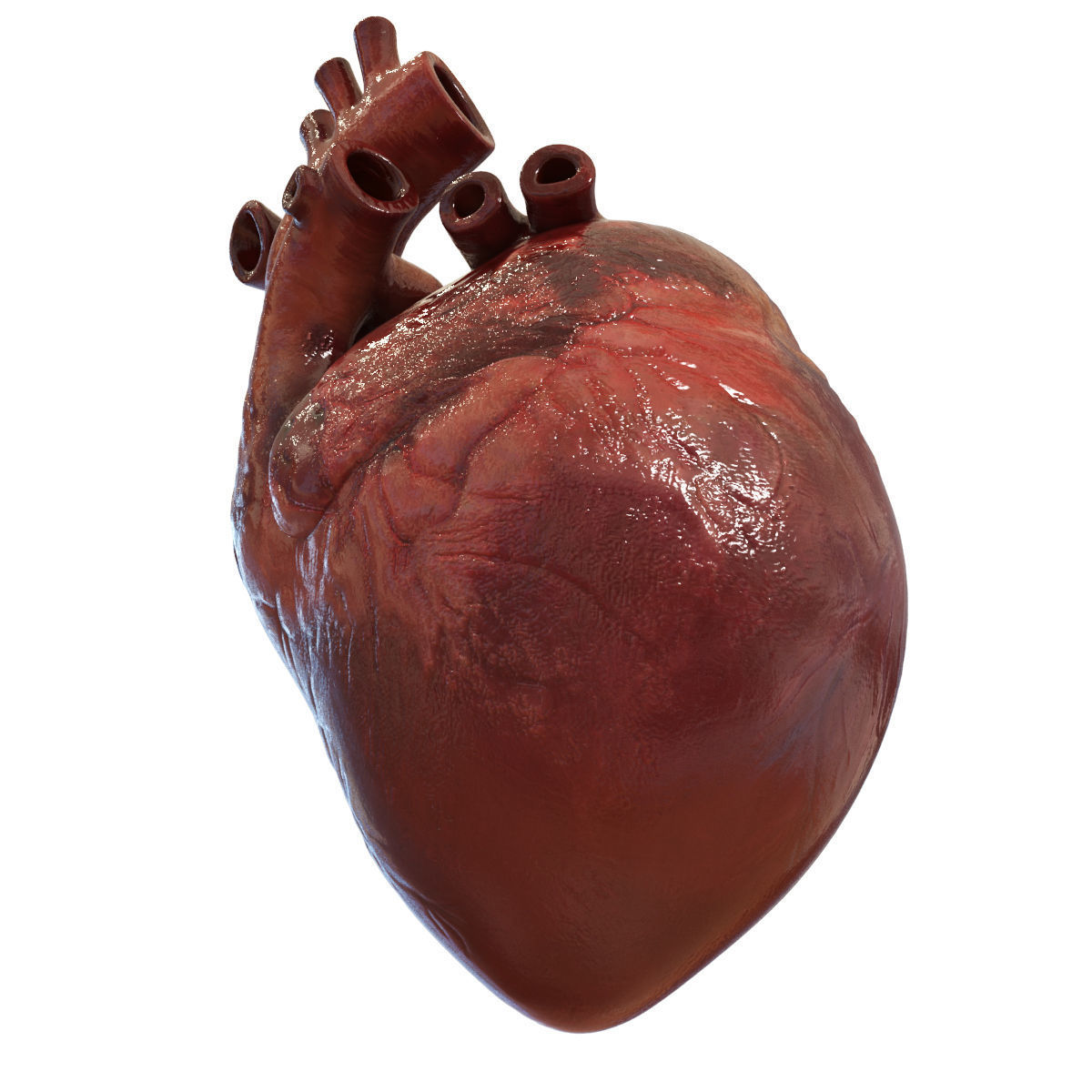 Human Heart 3D model_2
