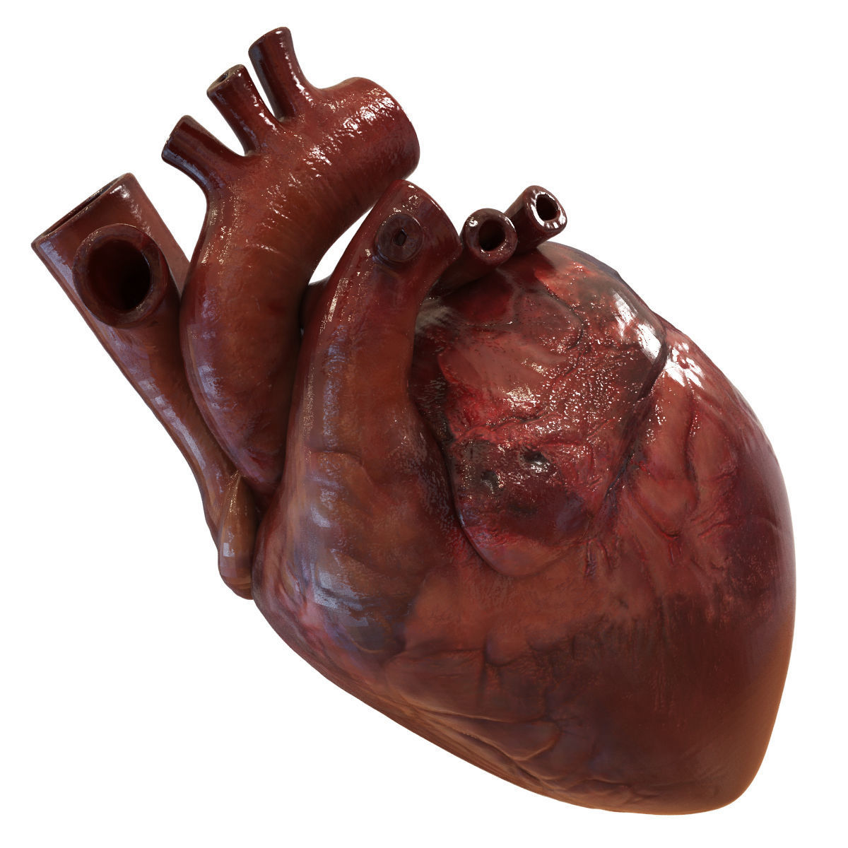 Human Heart 3D model_7