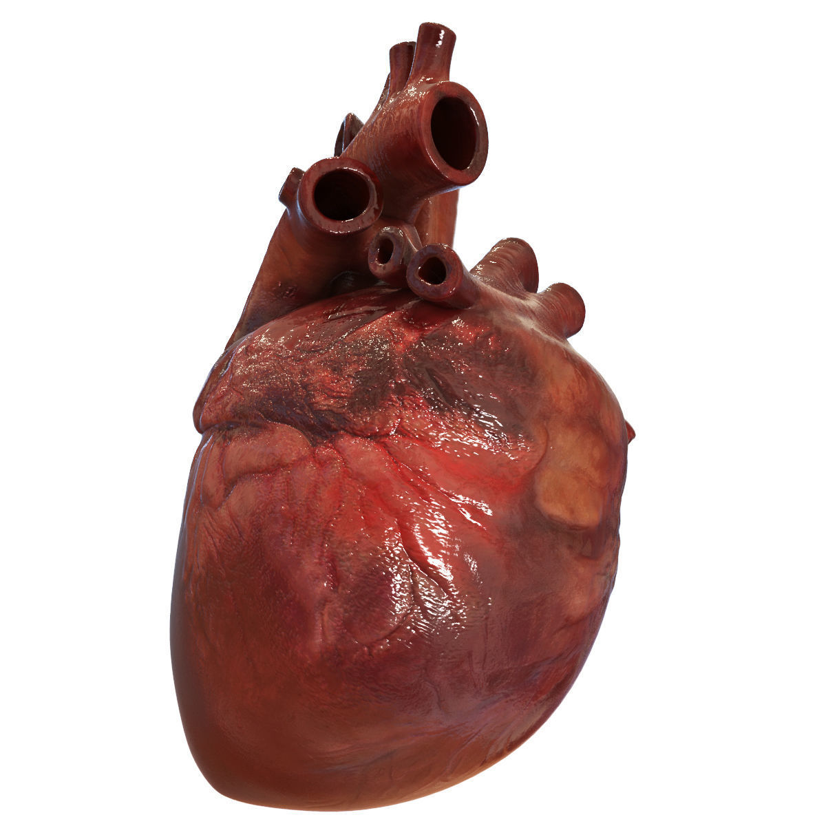 Human Heart 3D model_6