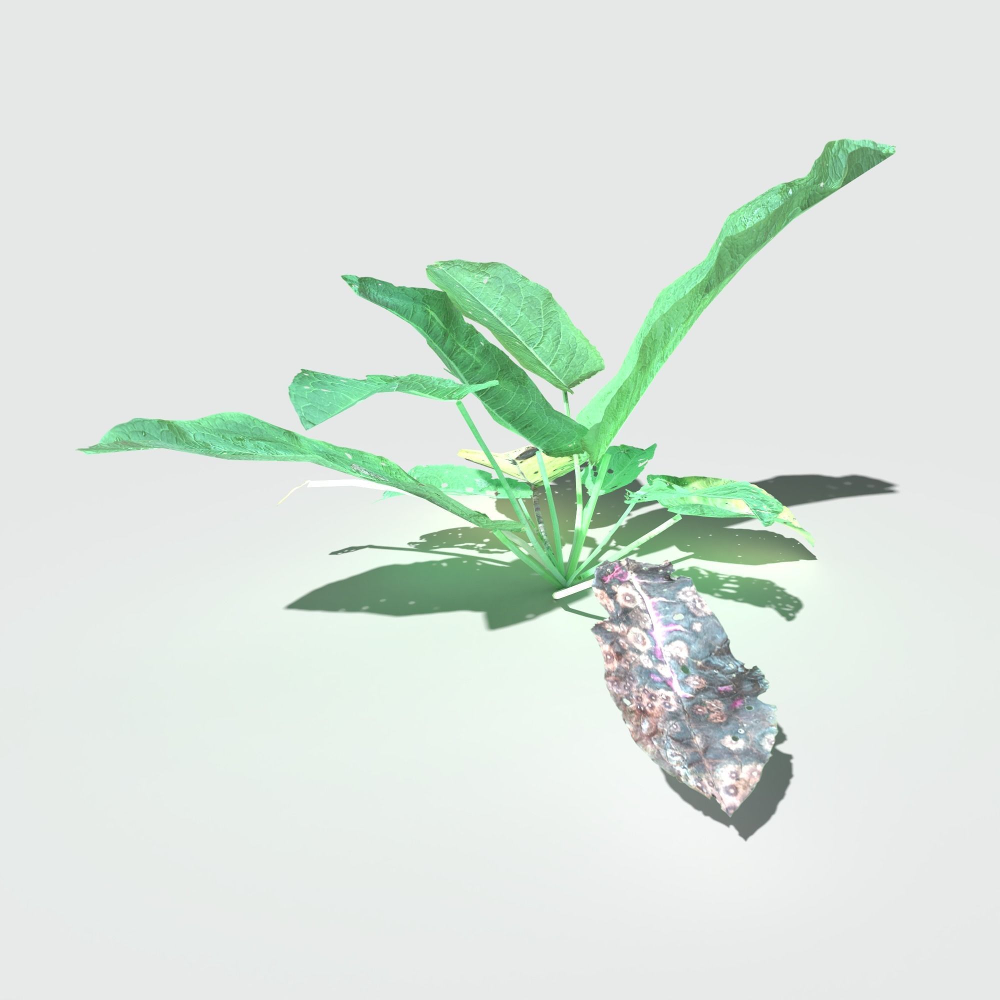 Bitter Dock Pack Low-poly 3D model_6