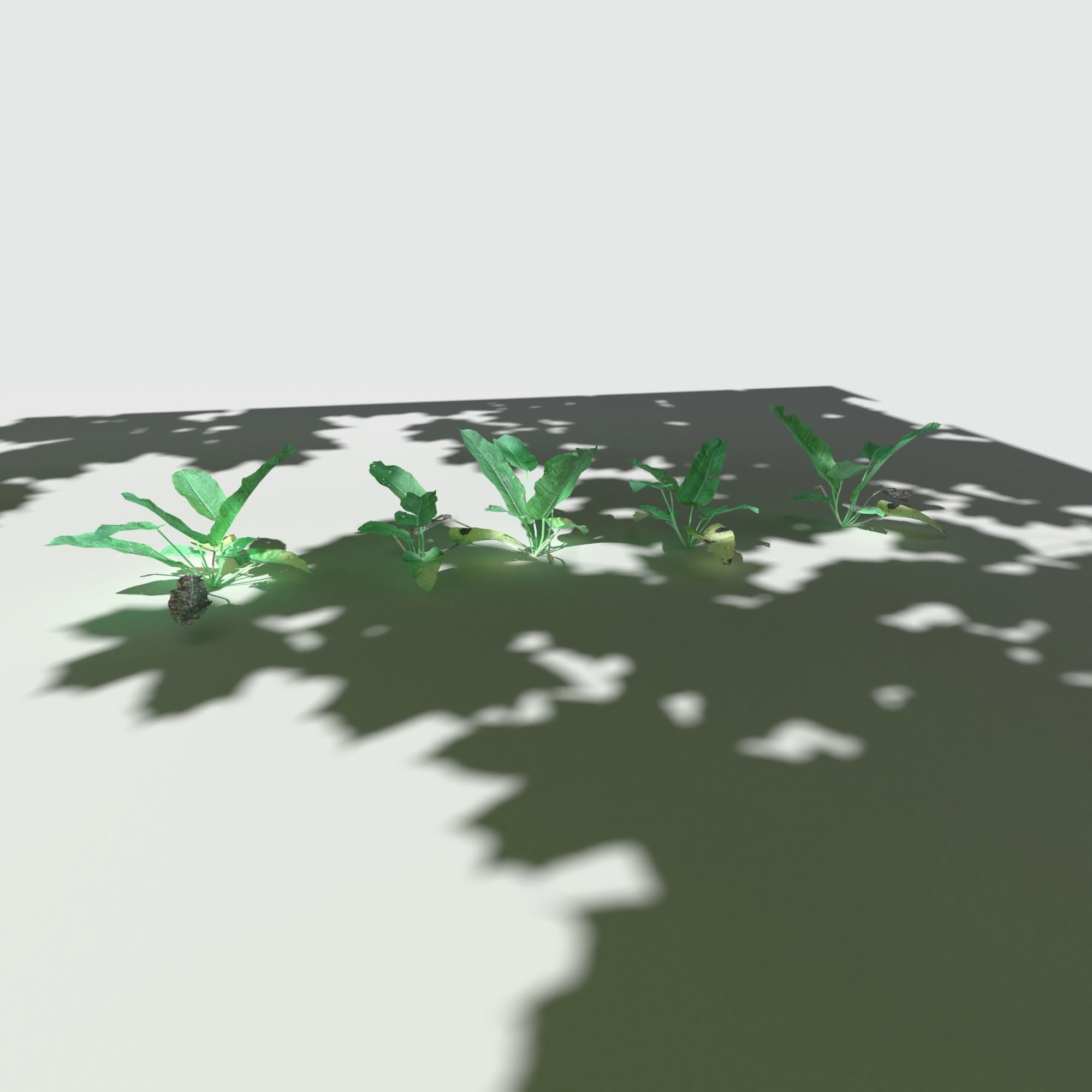 Bitter Dock Pack Low-poly 3D model_5