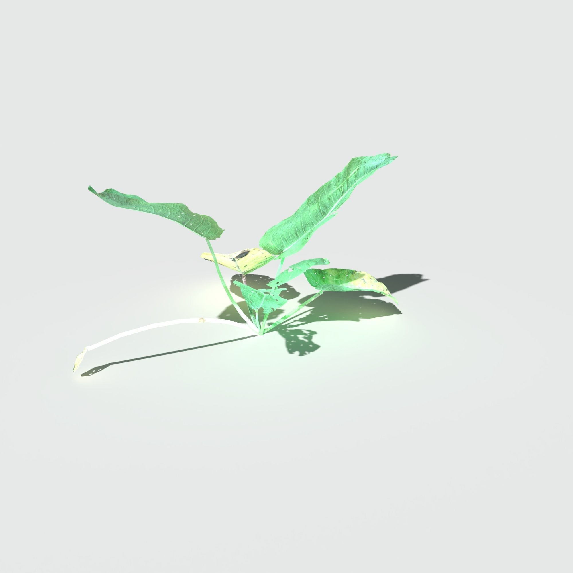 Bitter Dock Pack Low-poly 3D model_7