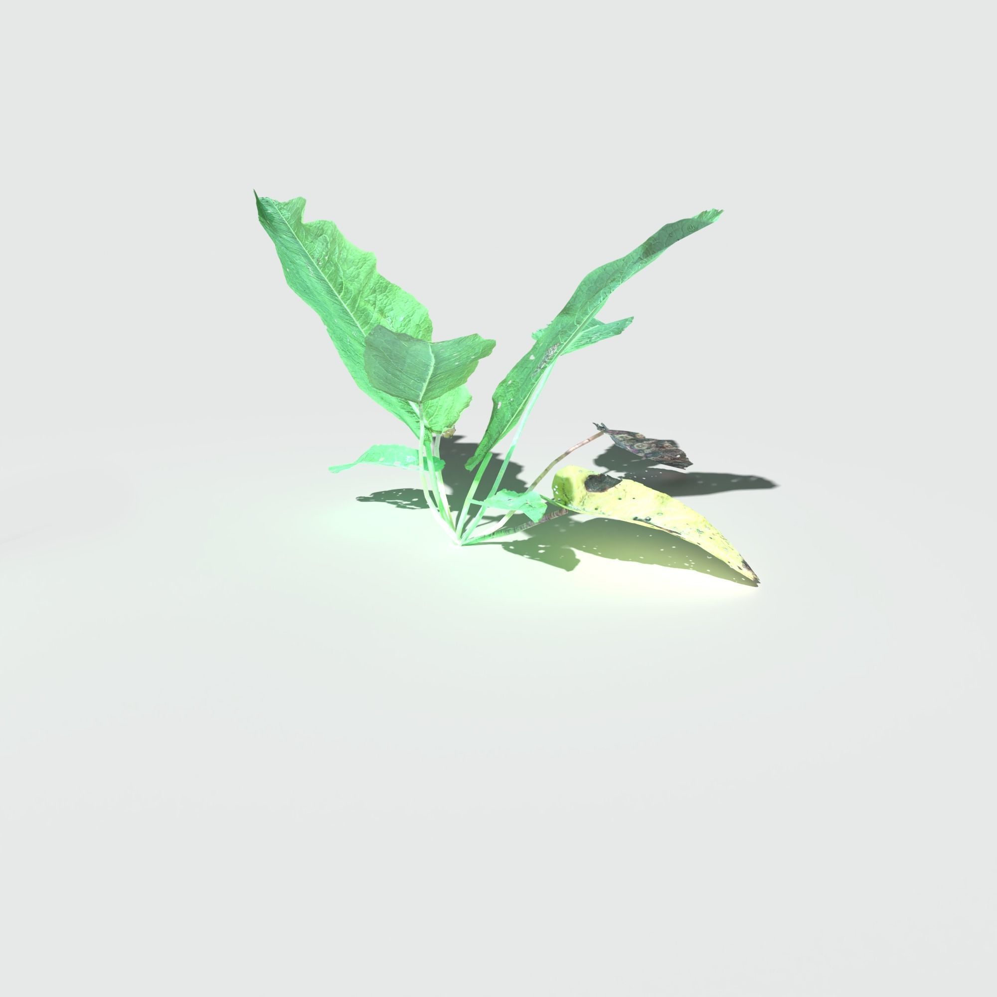 Bitter Dock Pack Low-poly 3D model_10