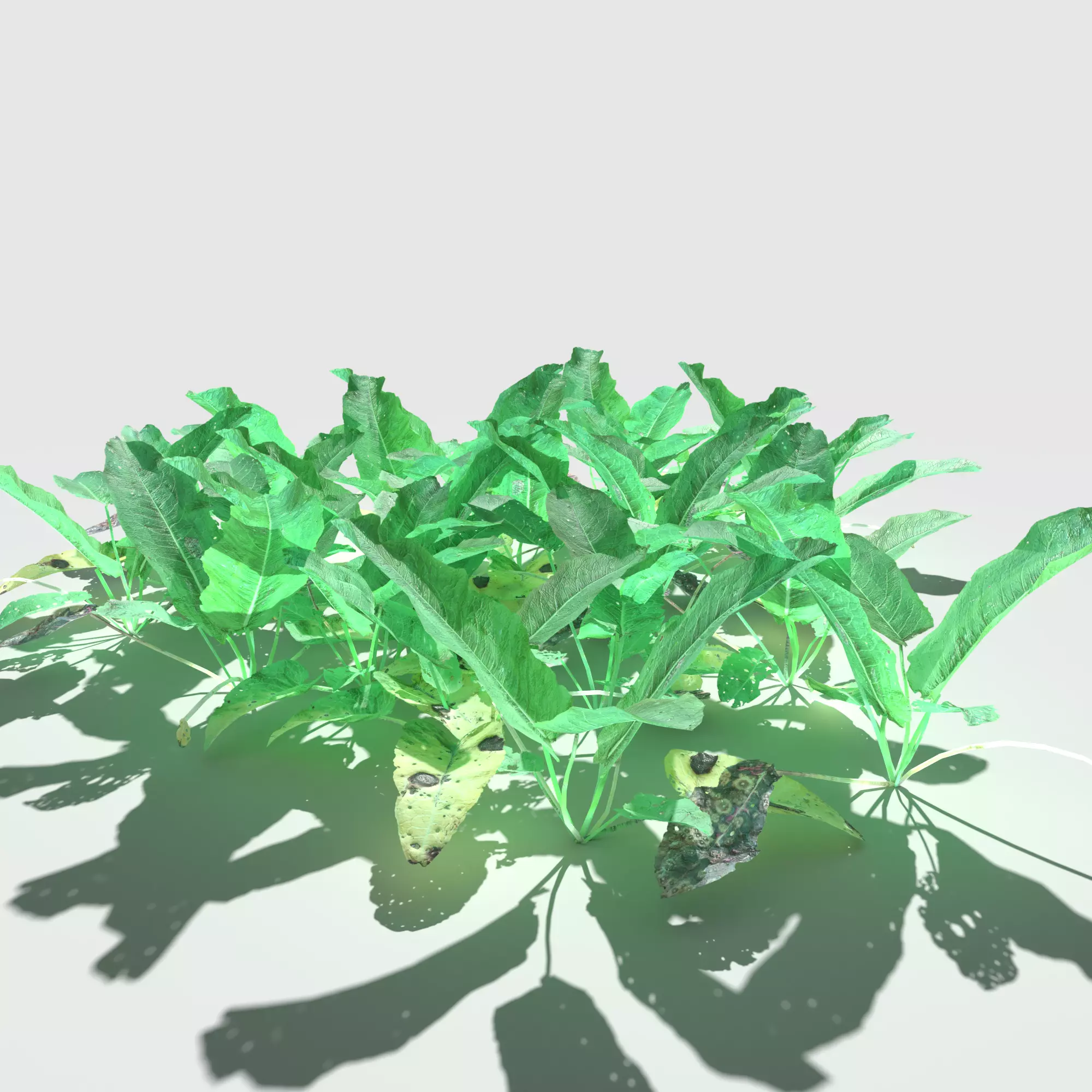 Bitter Dock Pack Low-poly 3D model_0