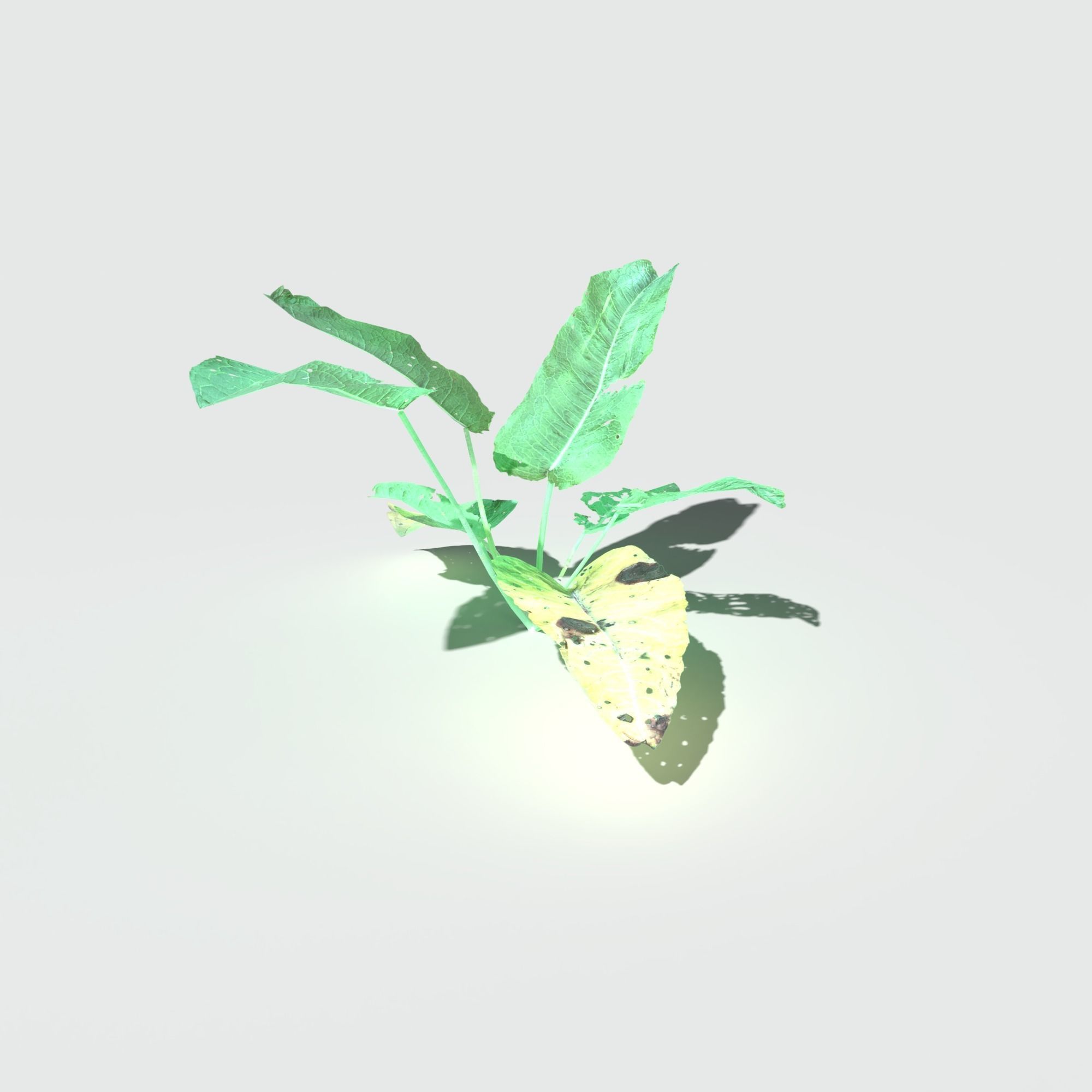 Bitter Dock Pack Low-poly 3D model_9