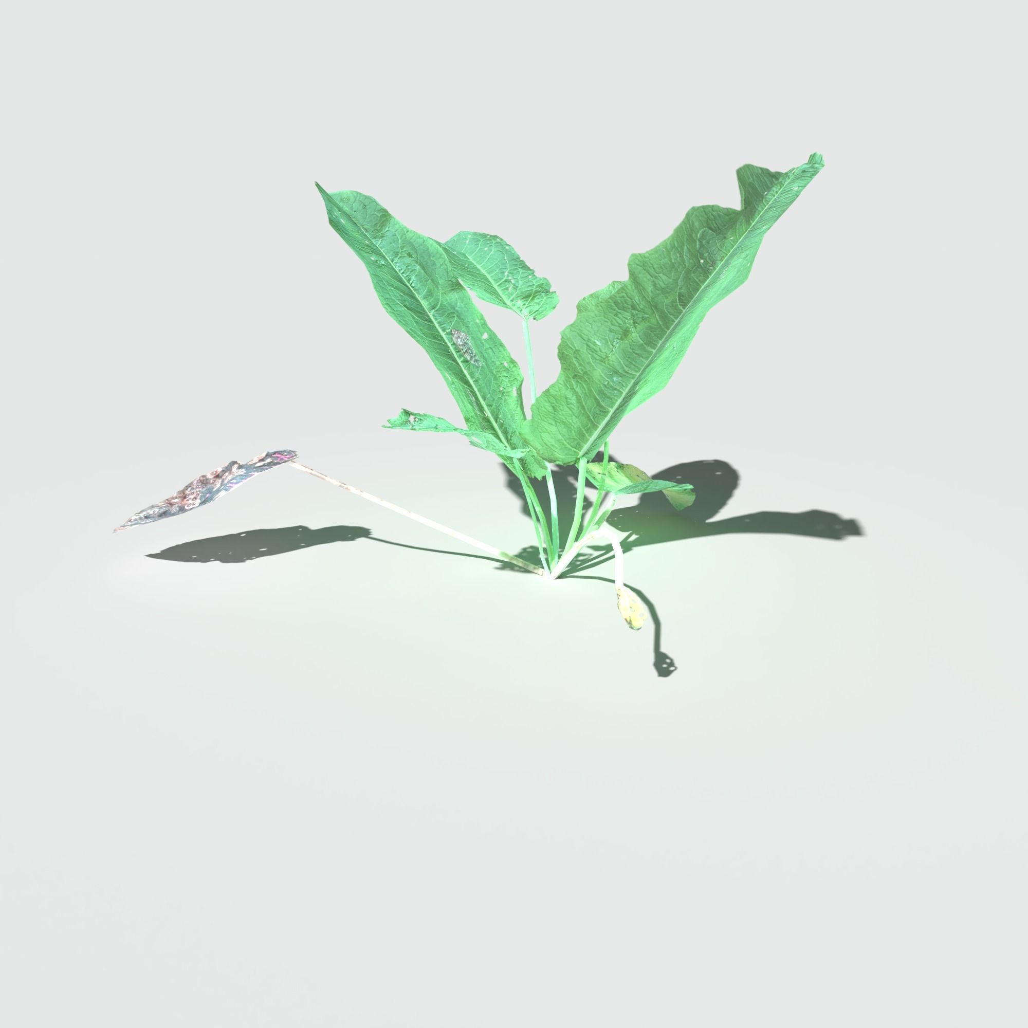 Bitter Dock Pack Low-poly 3D model_8