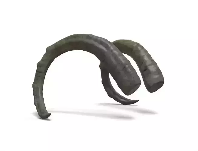 Goat Horns Low-poly 3D model