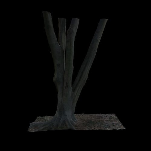 Ficus tree in middle of background 3D model