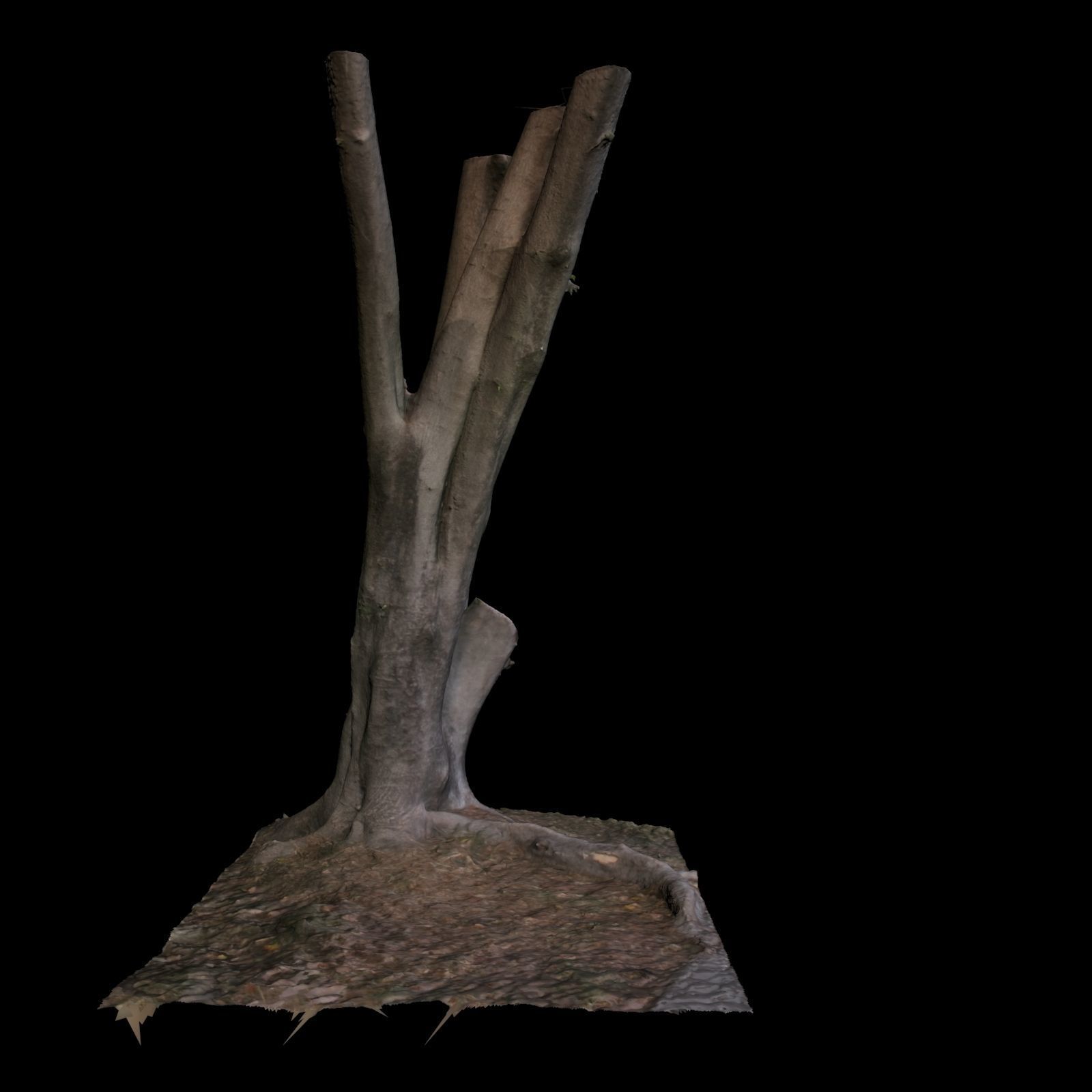 Ficus tree 3D model_5